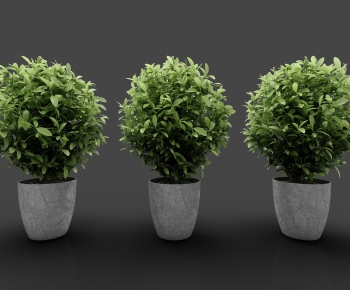 Modern Potted Green Plant-ID:893497859