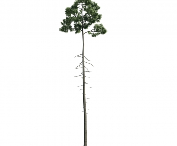 Modern Tree-ID:818709183