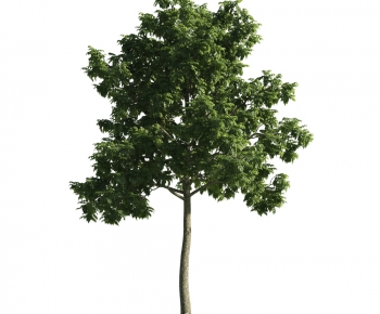 Modern Tree-ID:263326857