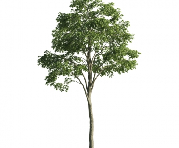 Modern Tree-ID:478407668