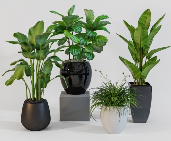 Modern Potted Green Plant-ID:214031514