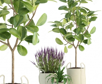 Modern Potted Green Plant-ID:640841579