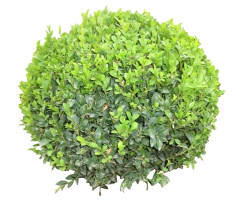现代绿色植物-ID:674826249