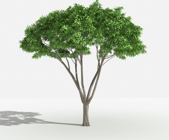 Modern Tree-ID:175093522