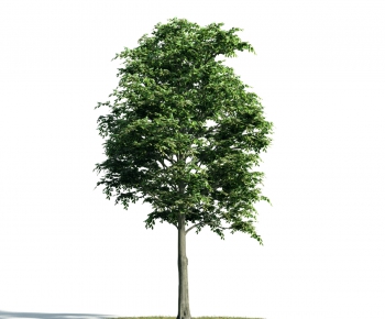 Modern Tree-ID:879423989