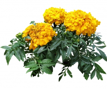 现代植物花卉-ID:679156554