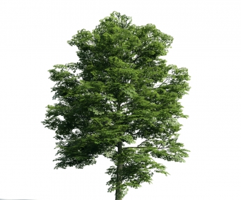 Modern Tree-ID:925404511