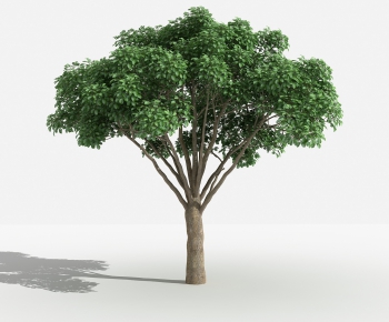 Modern Tree-ID:962074791