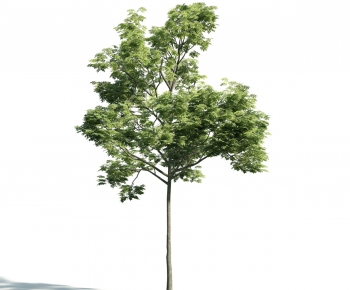 Modern Tree-ID:723240271