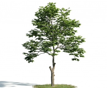 Modern Tree-ID:894097635