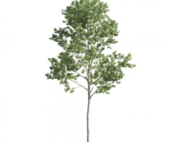 Modern Tree-ID:345315862