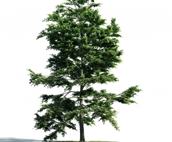 Modern Tree-ID:836532291