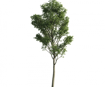 Modern Tree-ID:452277815