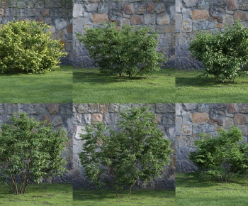 Modern Shrubbery-ID:742755797