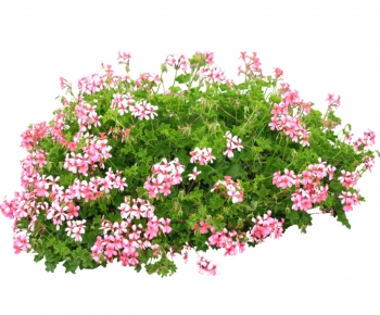 现代植物花卉-ID:906596617