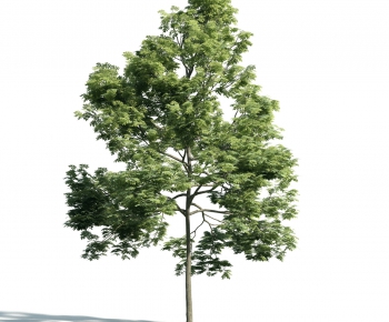 Modern Tree-ID:822326274