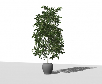 Modern Potted Green Plant-ID:958236418
