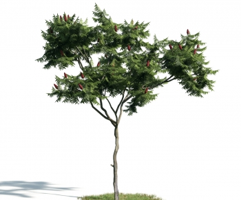 Modern Tree-ID:883048691