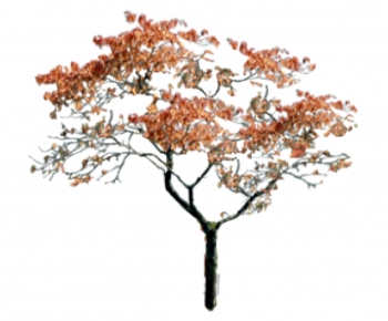 Modern Tree-ID:979214352