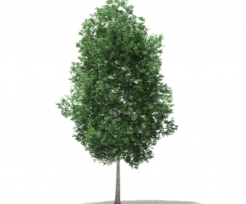 Modern Tree-ID:829305414