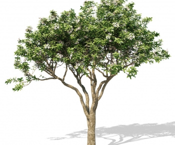 Modern Tree-ID:420201352