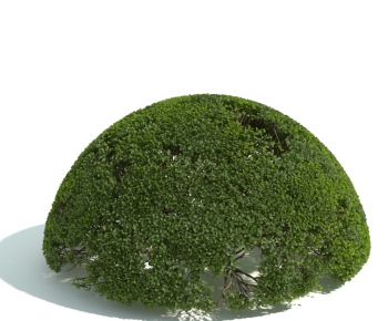 Modern Shrubbery-ID:483311137