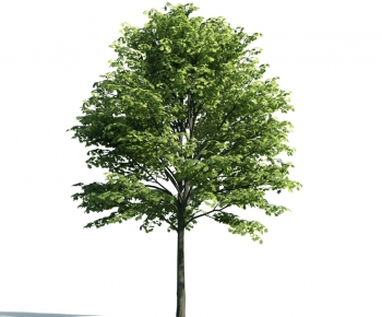 Modern Tree-ID:788253252