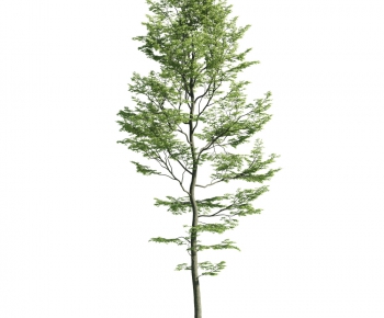 Modern Tree-ID:334594565