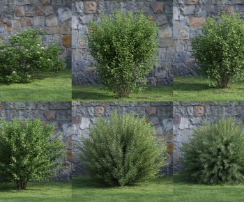 Modern Shrubbery-ID:757571435