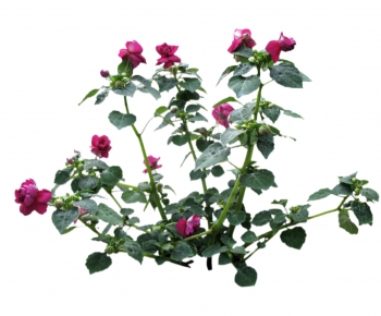 现代植物花卉-ID:420182135