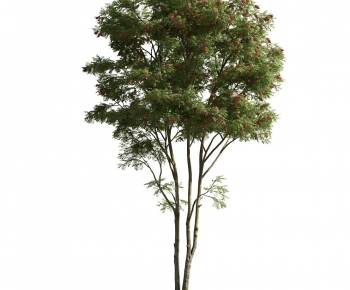 Modern Tree-ID:531819534