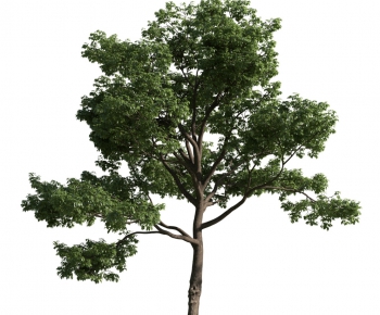 Modern Tree-ID:508535657