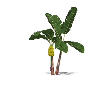 现代香蕉树-ID:550369474