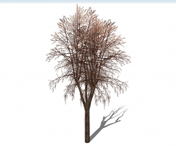 Modern Tree-ID:945803847