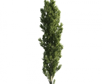 Modern Tree-ID:246360439