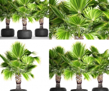 Modern Potted Green Plant-ID:552880357