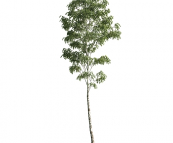 Modern Tree-ID:446496238