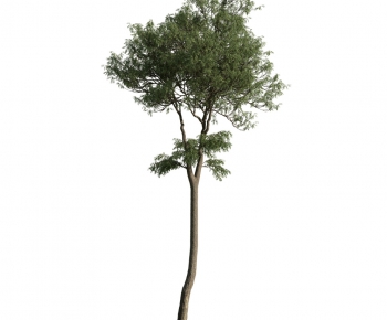 Modern Tree-ID:440945818