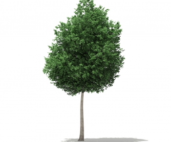 Modern Tree-ID:871850768