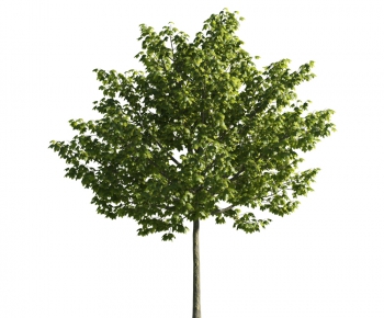 Modern Tree-ID:269534338