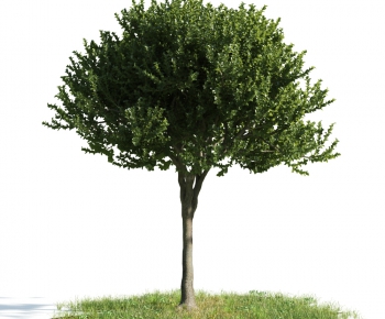 Modern Tree-ID:156189398