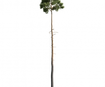 Modern Tree-ID:378995835