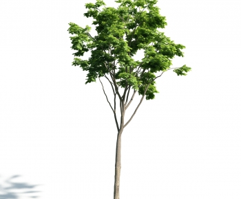 Modern Tree-ID:938221398