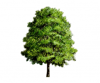 Modern Tree-ID:278126484
