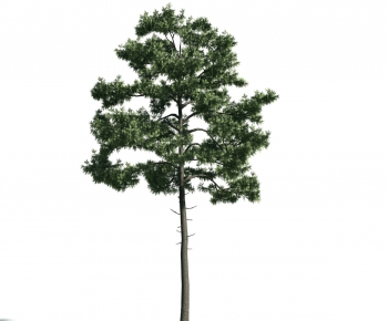 Modern Tree-ID:156271444