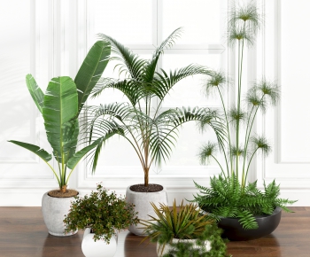 Modern Potted Green Plant-ID:427436242