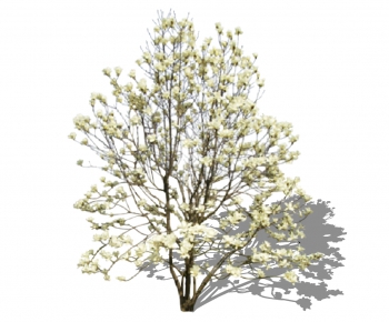 Modern Tree-ID:126166773