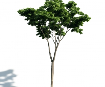 Modern Tree-ID:705354527