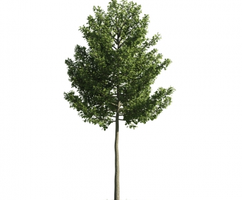 Modern Tree-ID:199501722