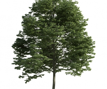 Modern Tree-ID:393692632